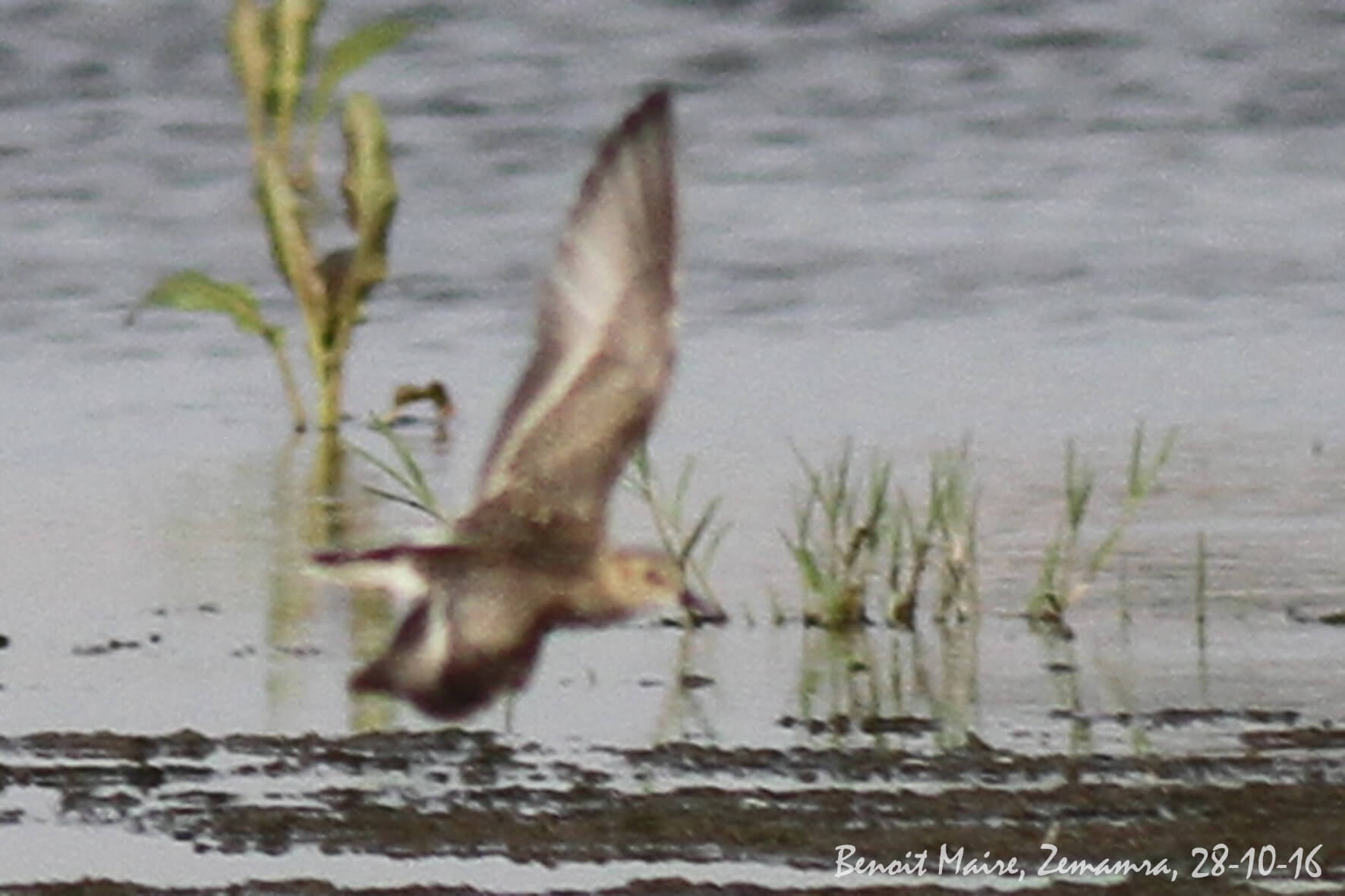 Baird's Sandpiper (Calidris bairdii), Zemamra, Morocco, 28 Oct 2016 (Benoît Maire)