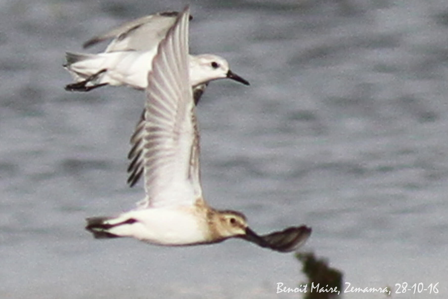 Baird's Sandpiper (Calidris bairdii), Zemamra, Morocco, 28 Oct 2016 (Benoît Maire)
