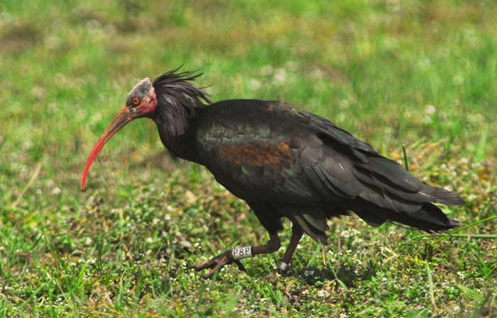 Colour-ringed Northern Bald Ibis (Geronticus eremita) from the reintroduction project in Andalusia, Spain observed at Merja Bergha, Morocco, May 2007 (Todor Todorov).
