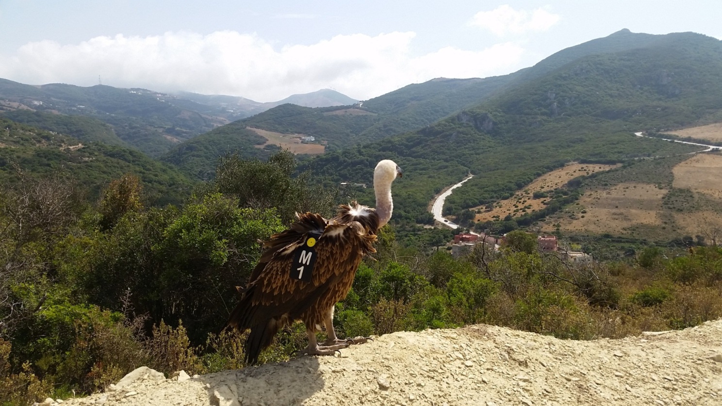 Vautour de Rüppell (Gyps rueppelli) marqué par des marques alaires et relâché à Jbel Moussa, nord du Maroc (Mohamed Amezian)