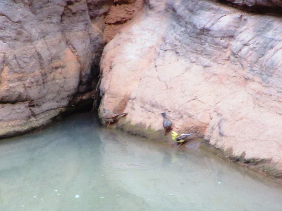 Moineau doré (Passer luteus) à Djanet, sud-est d’Algérie, Jan. 2017 (Bilal Gueroui)