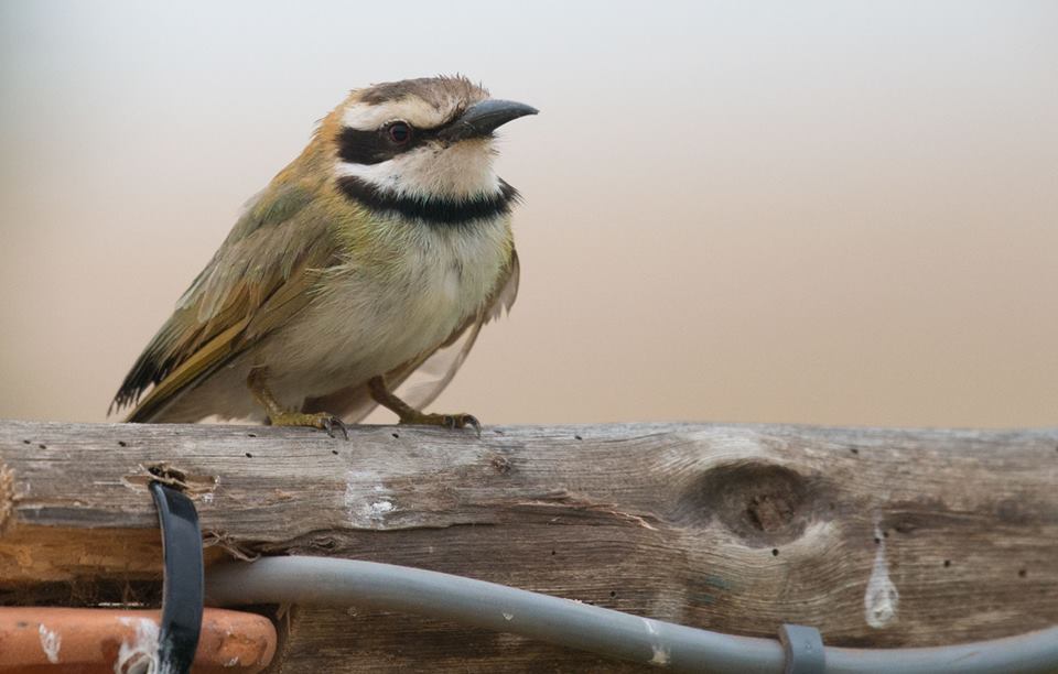 White-throated Bee-eater / Guêpier à gorge blanche (Merops albicollis), Dakhla bay, 2 March 2017 (Arnoud van den Berg).