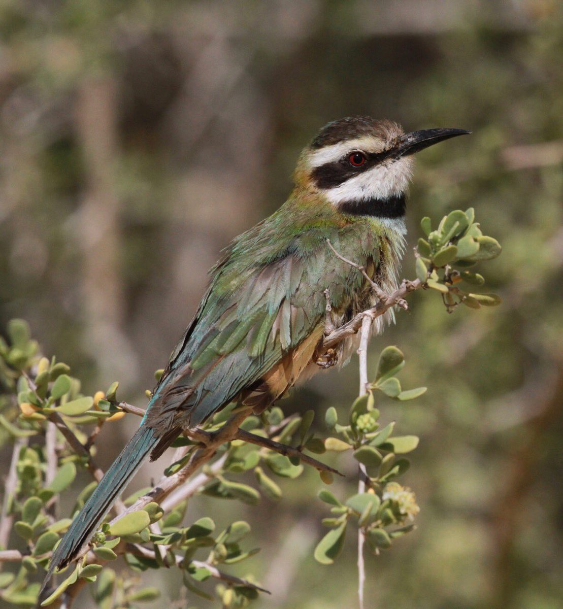 White-throated Bee-eater / Guêpier à gorge blanche (Merops albicollis), Dakhla bay, 4 March 2017 (Dan Brown)