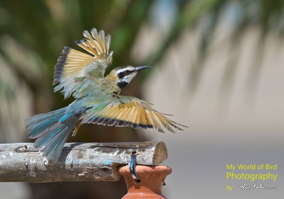 White-throated Bee-eater / Guêpier à gorge blanche (Merops albicollis), Dakhla bay, 19 March 2017 (Lars Petersson).