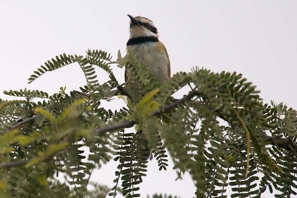 White-throated Bee-eater / Guêpier à gorge blanche (Merops albicollis), Dakhla bay, 2 March 2017 (Arnoud van den Berg).