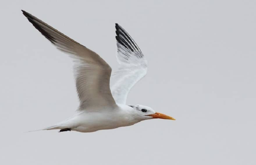 West African Royal Tern (Thalasseus albididorsalis), Tarfaya, Morocco, 6 July 2013 (Jorrit Vlot).