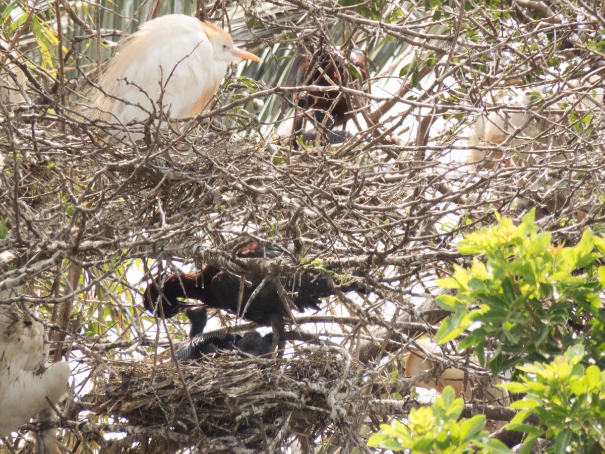 Breeding Glossy Ibises with juveniles, marshes of Bou Regreg, Rabat, 13 Apr. 2017 (Pedro Fernandes).