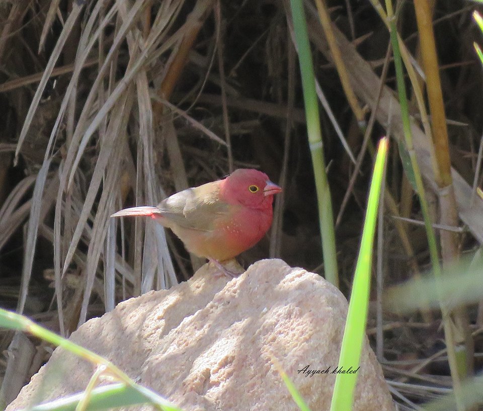 Red-billed Firefinch / Amarante du Sénégal (Lagonosticta senegala), Djanet, Algeria, 29 Oct. 2016 (Khaled Ayyach) Red-billed Firefinch / Amarante du Sénégal (Lagonosticta senegala), Djanet, Algeria, 29 Oct. 2016 (Khaled Ayyach)