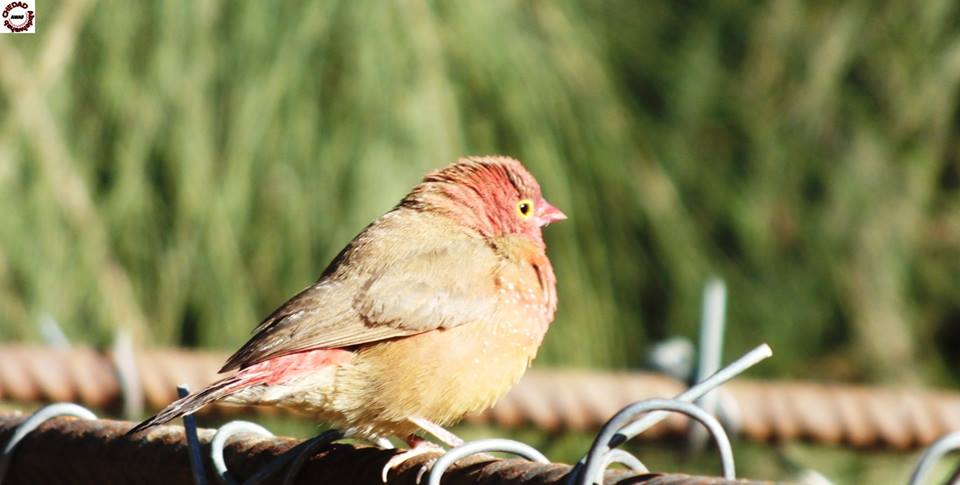 Red-billed Firefinch / Amarante du Sénégal (Lagonosticta senegala), Hassi el-Gara near El-Goléa wetland, Ghardaïa Province, Algeria, January 2016 (Abdelwahab Chedad). Red-billed Firefinch / Amarante du Sénégal (Lagonosticta senegala), Hassi el-Gara near El-Goléa wetland, Ghardaïa Province, Algeria, January 2016 (Abdelwahab Chedad).