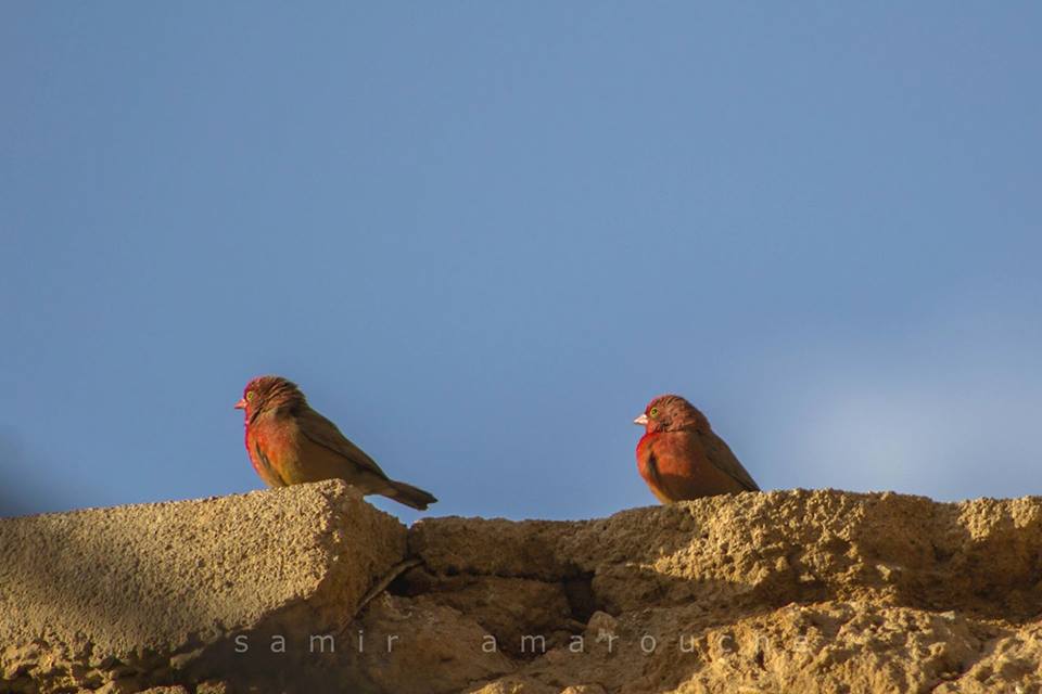Red-billed Firefinches / Amarantes du Sénégal (Lagonosticta senegala), Tamanghasset, Algeria, February 2017 (Samir Amarouche) Red-billed Firefinches / Amarantes du Sénégal (Lagonosticta senegala), Tamanghasset, Algeria, February 2017 (Samir Amarouche)