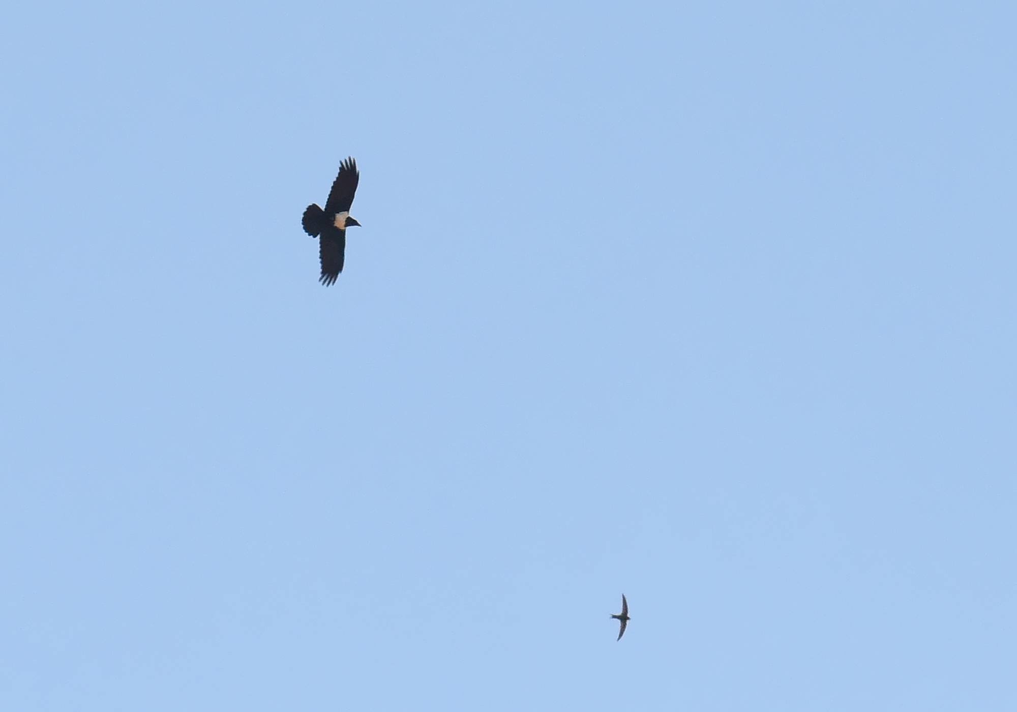 Pied Crow / Corbeau pie (Corvus albus), Oum Azza, near Rabat, 1 May 2017 (Petteri Lehikoinen)