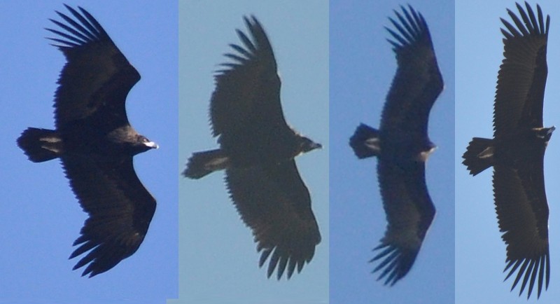 4 Cinereous Vultures / Vautours moines (Aegypius monachus), near Tanger-Med Port, 10 Nov. 2017 (Rachid El Khamlichi).