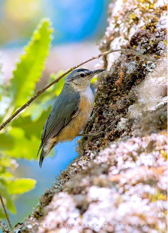 Algerian Nuthatch / Sittelle kabyle (Sitta ledanti), Djimla, Algeria (Djamel Hadj Aissa, 2017)