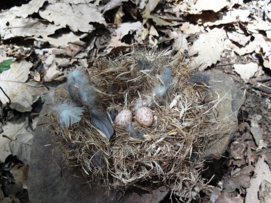 Nid de la Sittelle kabyle / Algerian Nuthatch nest