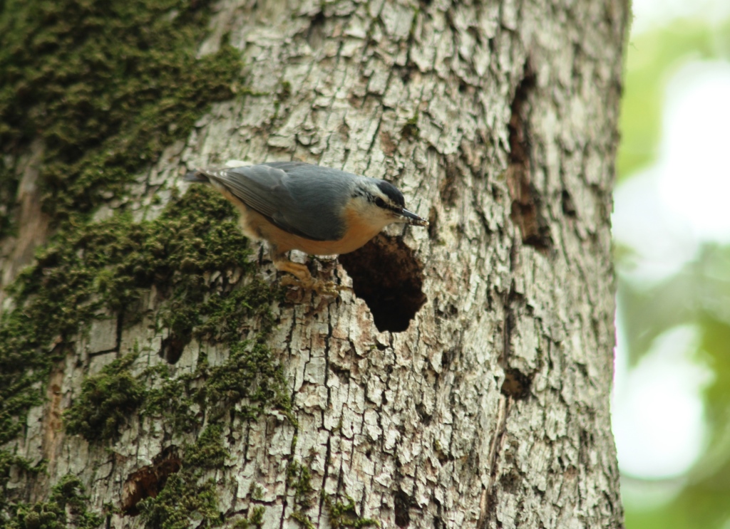 Algerian Nuthatch / Sittelle kabyle (Sitta ledanti), Guerrouch forest, Taza National Park (Jijel, Algeria)