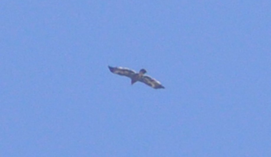 Steppe Eagle (Aquila nipalensis), Jbel Moussa, 18 May 2017 (Rachid El Khamlichi)