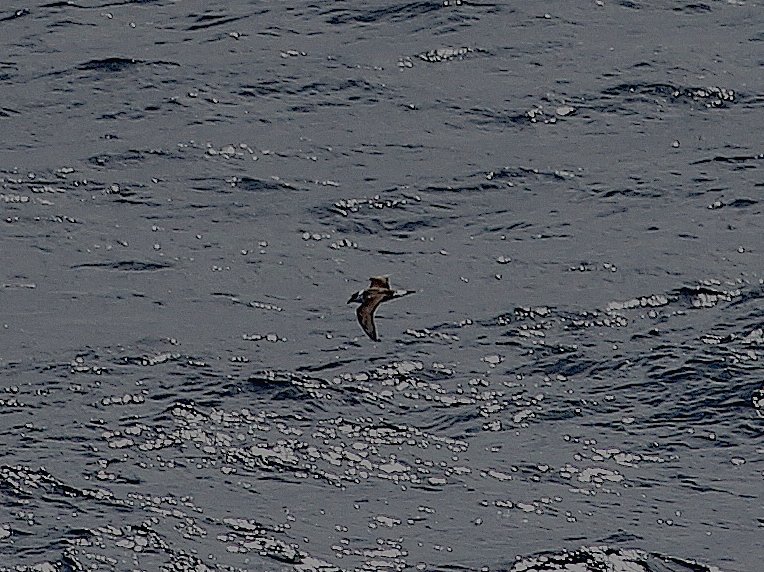 Black-capped Petrel / Pétrel diablotin (Pterodroma hasitata) c. 30 km off Agadir, 23 March 2013 (Andy Williams)