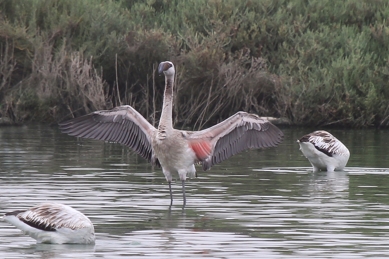 Lesser Flamingo / Flamant nain (Phoenicoparrus minor), Oualidia, Morocco, 16 Oct. 2017 (Abdeslam Rihane)