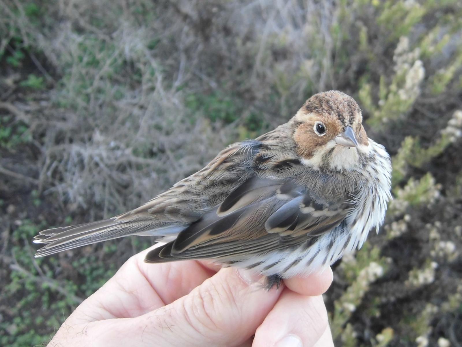 Little Bunting / Bruant nain (Emberiza pusilla), Ceuta, 7 Nov. 2017 (Chagra Ringing Group)