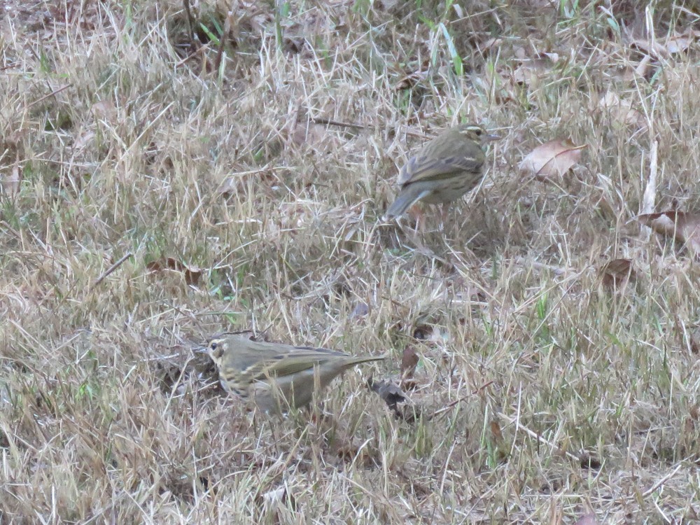 Three Olive-backed Pipits are apparently wintering at Jardin d'Essais Botanique, Rabat, Morocco