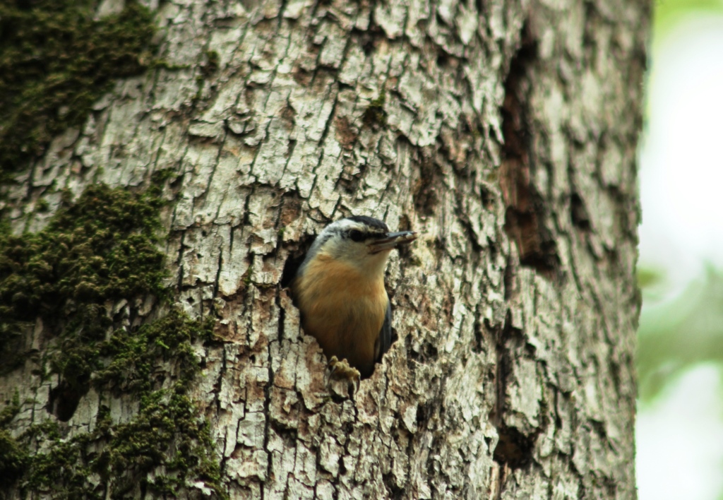 Sittelle kabyle (Sitta ledanti), forêt de Guerrouch dans le Parc National de Taza (Jijel, Algérie)