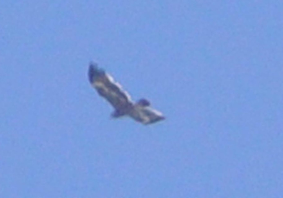 Aigle des steppes (Aquila nipalensis), Jbel Moussa, 18 mai 2017 (Rachid El Khamlichi)