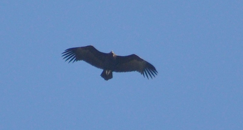 Cinereous Vulture / Vautour moine (Aegypius monachus), near Tanger-Med Port, 10 Nov. 2017 (Rachid El Khamlichi).