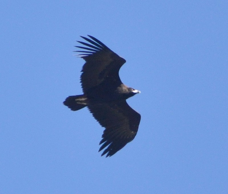 Cinereous Vulture / Vautour moine (Aegypius monachus), near Tanger-Med Port, 10 Nov. 2017 (Rachid El Khamlichi).
