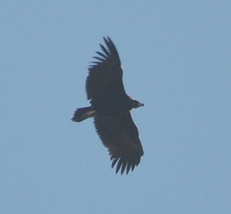 Cinereous Vulture / Vautour moine (Aegypius monachus), near Tanger-Med Port, 10 Nov. 2017 (Rachid El Khamlichi).