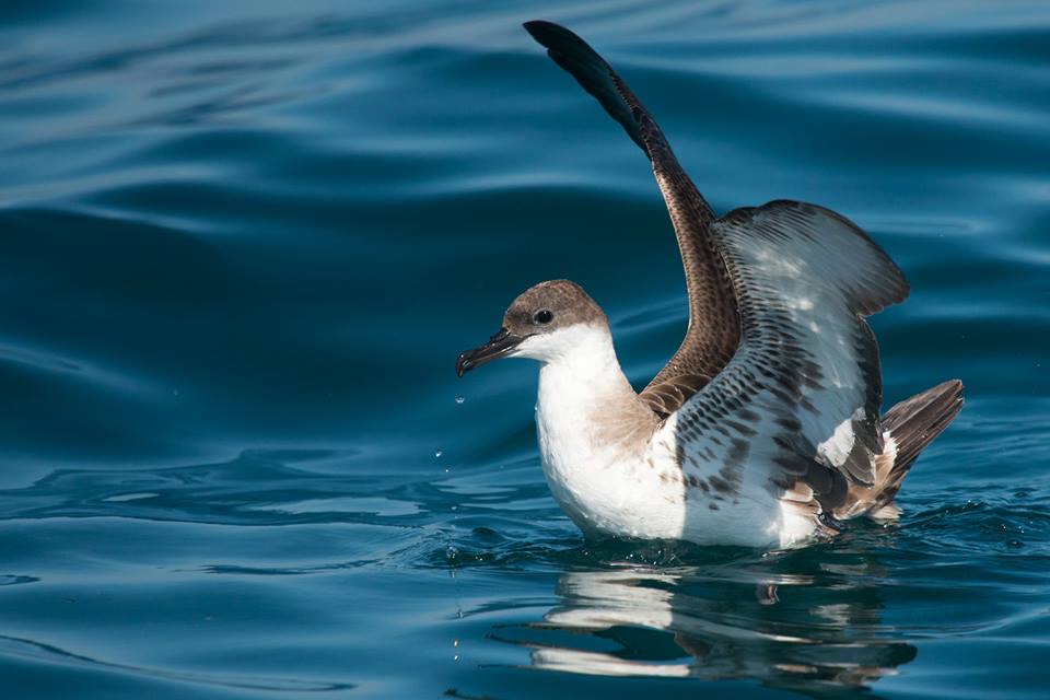Great Shearwater (Ardenna gravis), Agadir, Morocco, 30 Oct. 2017 (Arnoud B. van den Berg)