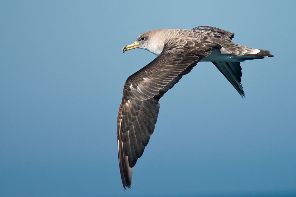 Scopoli's Shearwater (Calonectris diomedea), Agadir, Morocco, 30 Oct. 2017 (Arnoud B. van den Berg)