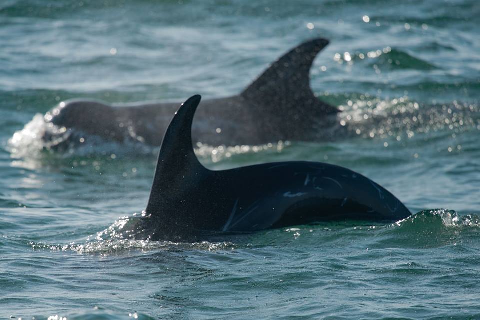 Presumed Short-finned Pilot Whale (Globicephala macrorhynchus), Agadir, Morocco, 30 Oct. 2017 (Arnoud B. van den Berg)