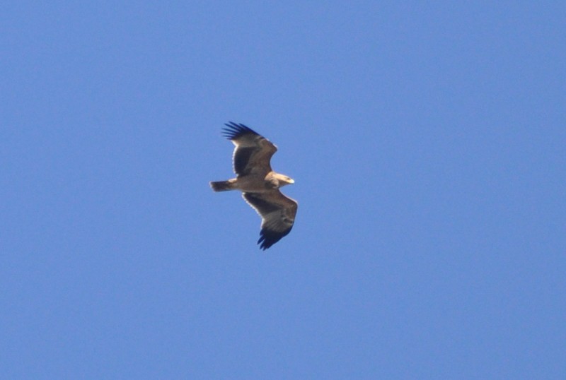 Spanish Imperial Eagle / Aigle ibérique (Aquila adalberti), near Tanger-Med port, 10 November 2017 (Rachid El Khamlichi). Spanish Imperial Eagle / Aigle ibérique (Aquila adalberti), near Tanger-Med port, northern Morocco, 10 November 2017 (Rachid El Khamlichi).