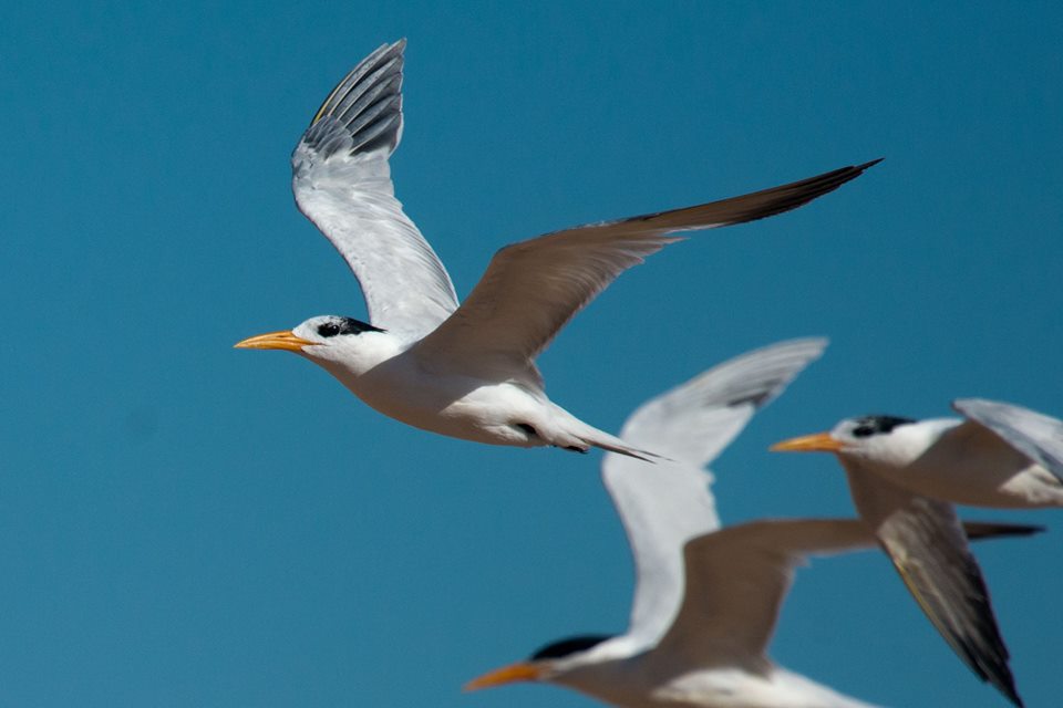 African Royal Terns (Thalasseus albididorsalis), Dakhla Bay, Western Sahara, 17 March 2018 (Arnoud B. van den Berg) African Royal Terns (Thalasseus albididorsalis), Dakhla Bay, Western Sahara, Morocco, 17 March 2018 (Arnoud B. van den Berg)