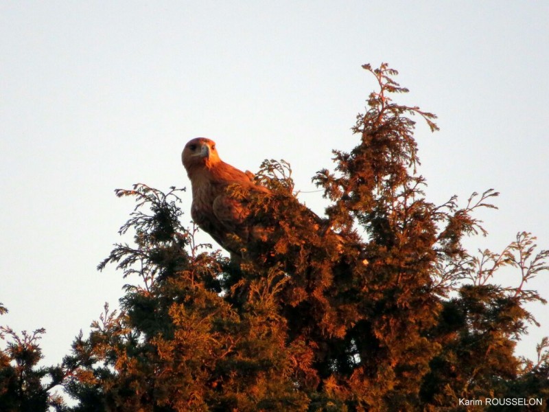 Satellite-tracked Spanish Imperial Eagle / Aigle ibérique (Aquila adalberti), Bouznika area, 27 October 2017 (Karim Rousselon)