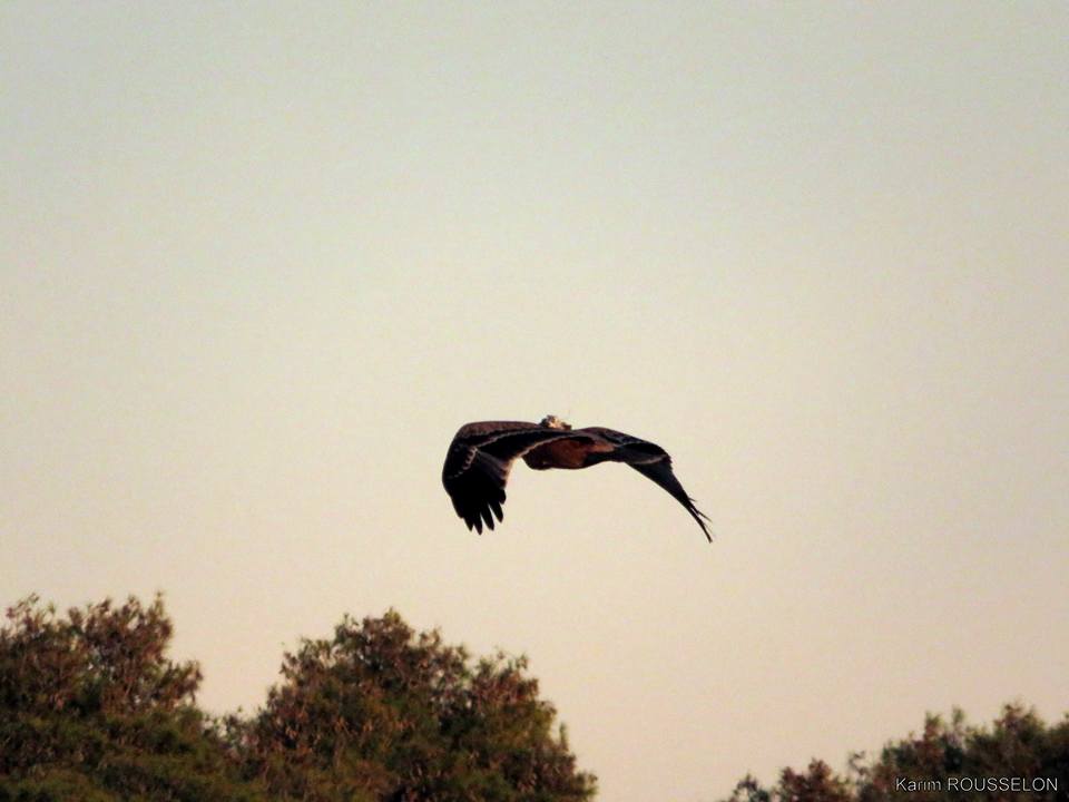 Satellite-tracked Spanish Imperial Eagle / Aigle ibérique (Aquila adalberti), Bouznika area, 27 October 2017 (Karim Rousselon)