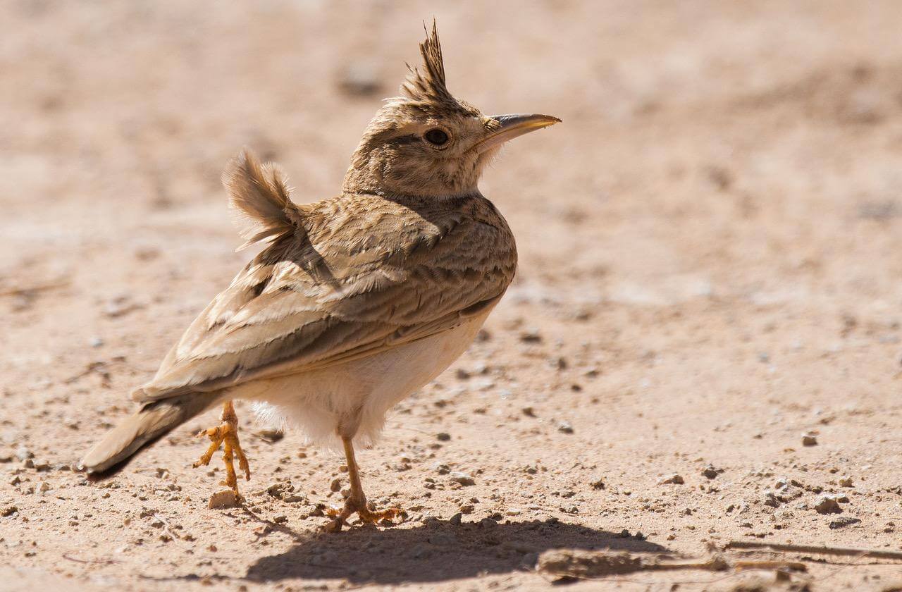 ‘Short-billed’ Maghreb Lark (Galerida macrorhyncha), Aousserd village, Western Sahara, Morocco, 18 March 2018 ( Arnoud B. van den Berg)