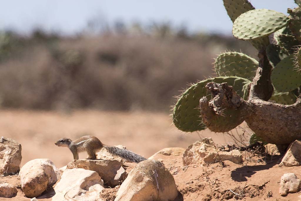 Striped ground squirrel in its habitat at Sidi Bibi south of Agadir, Morocco (Cătălin Stanciu).