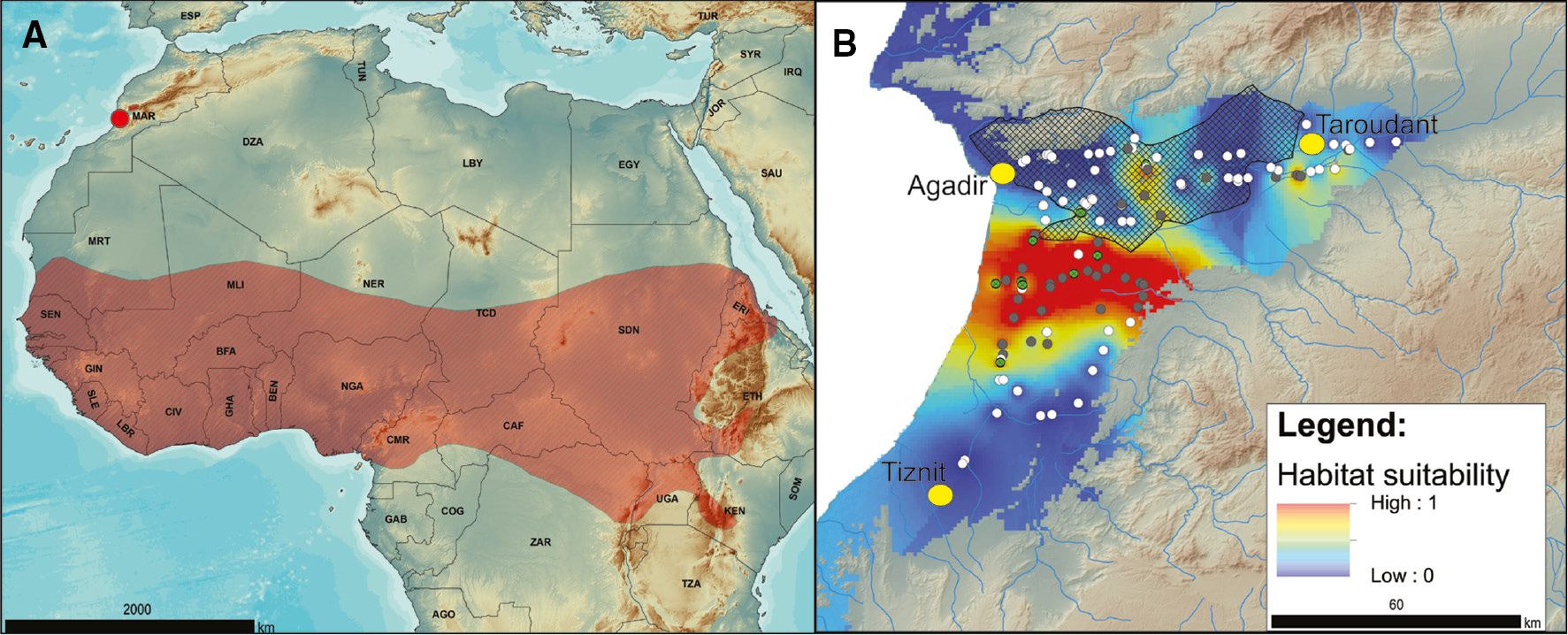 Global range map of the striped ground squirrel (Euxerus erythropus), and habitat suitability map in Morocco