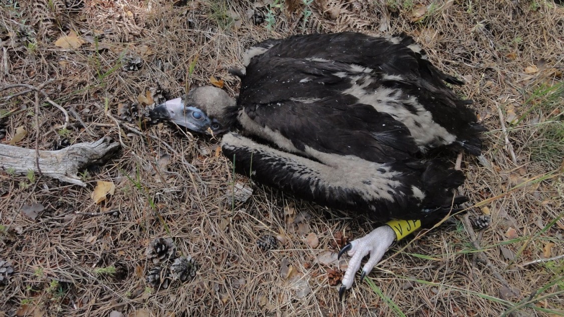 Cinereous Vulture (Aegypius monachus) ringed at the colony of Valle del Lozoya, Sierra de Guadarrama, Rascafría (Madrid), Spain, 13 July 2017 (Javier de la Puente SEO/BirdLife).