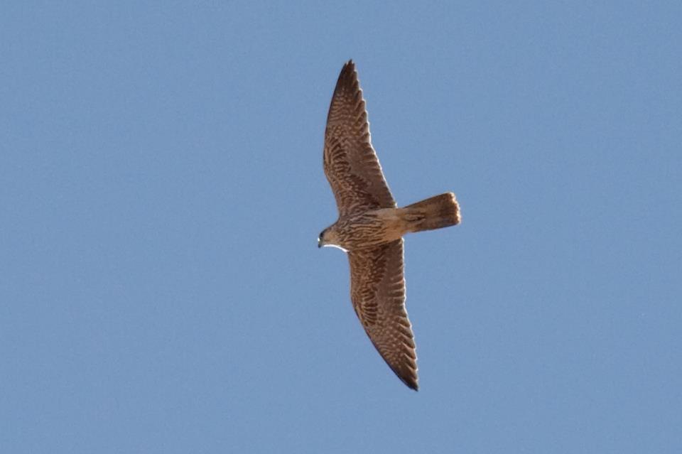 Saker Falcon / Faucon sacre (Falco cherrug), south of Tangier, Morocco, 14 Sep. 2012 (Javier Elorriaga).