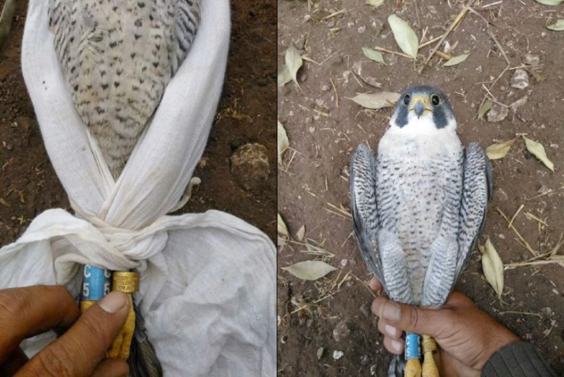 Finnish Peregrine (Falco peregrinus) rescued from poachers in Morocco