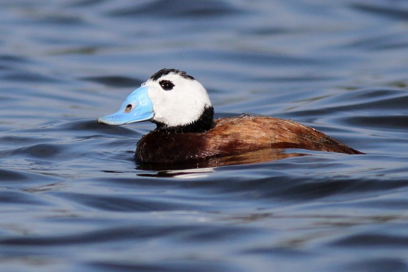 White-headed Duck / Érismature à tête blanche (Oxyura leucocephala), Sidi Boughaba, 4 Feb. 2017 (Benoit Maire)