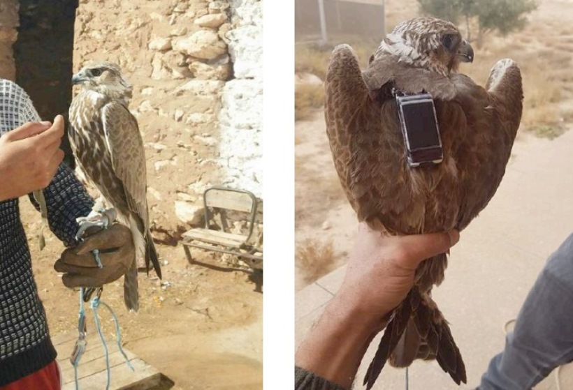 Saker Falcon / Faucon sacre (Falco cherrug) rescued from poachers in Morocco