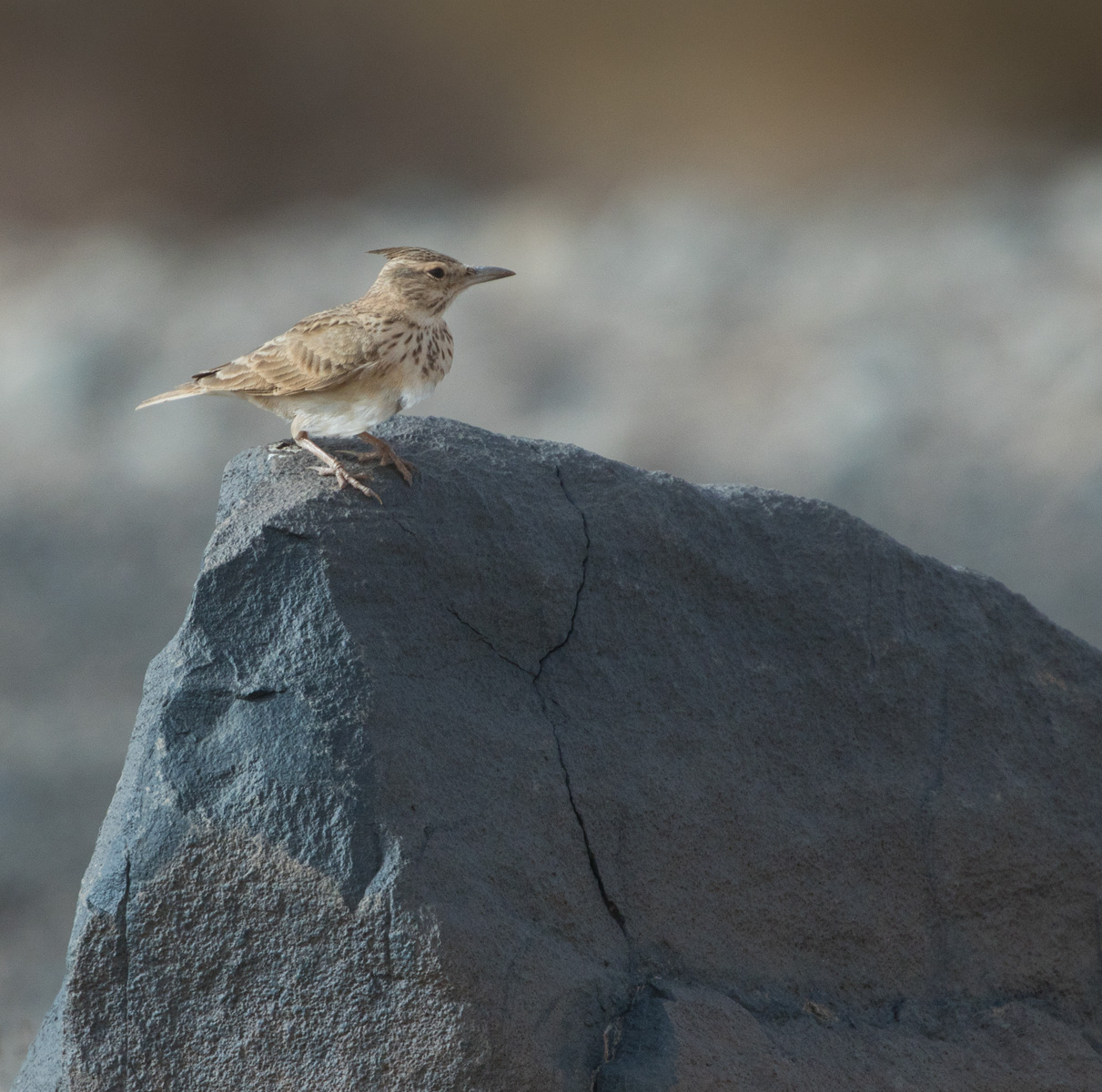‘Long-billed’ Crested Lark, probably belonging to the senegallensis group of Galerida cristata, Aousserd, western Sahara, Morocco, 21 Jan. 2018 (Lars Petersson).