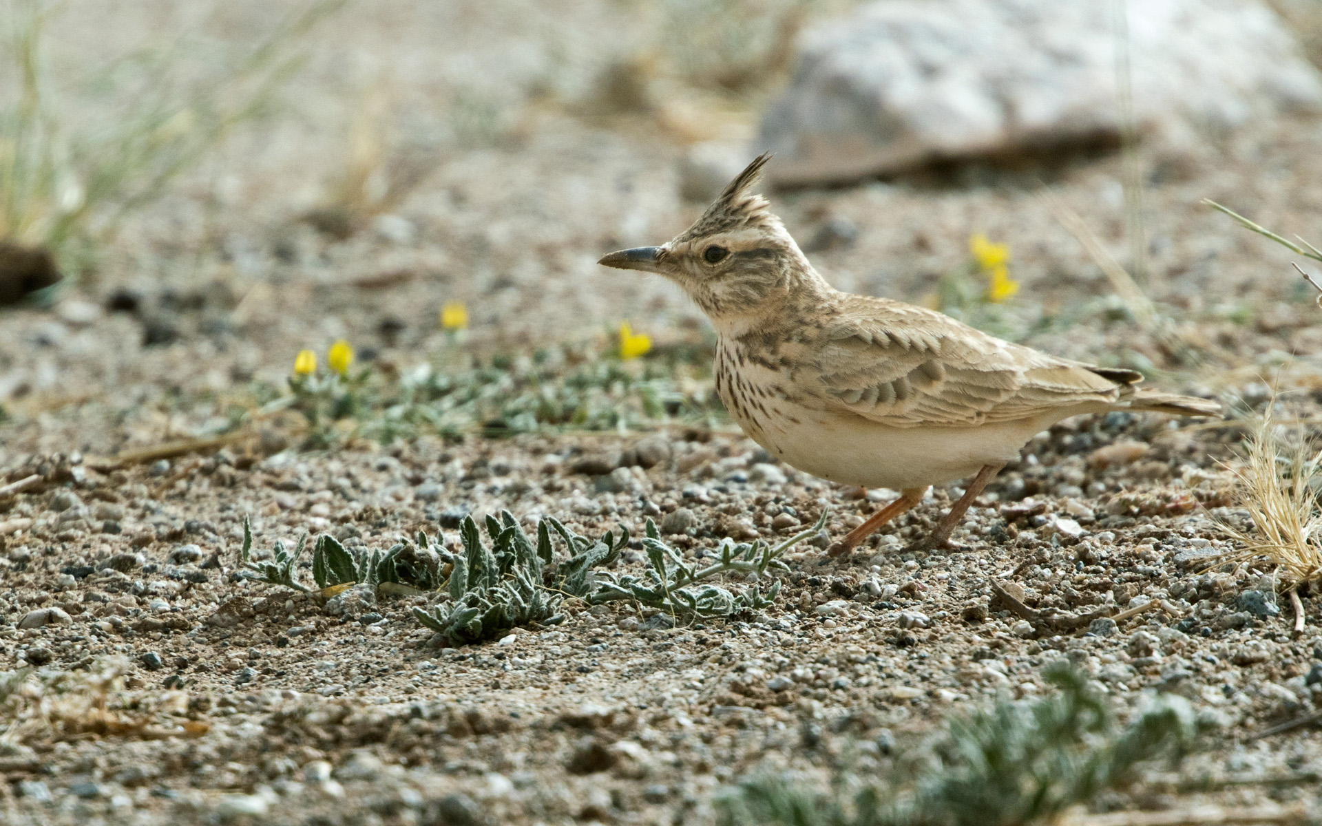 ‘Long-billed’ Crested Lark, probably belonging to the senegallensis group of Galerida cristata, Aousserd, western Sahara, Morocco, 21 Jan. 2018 (Lars Petersson).