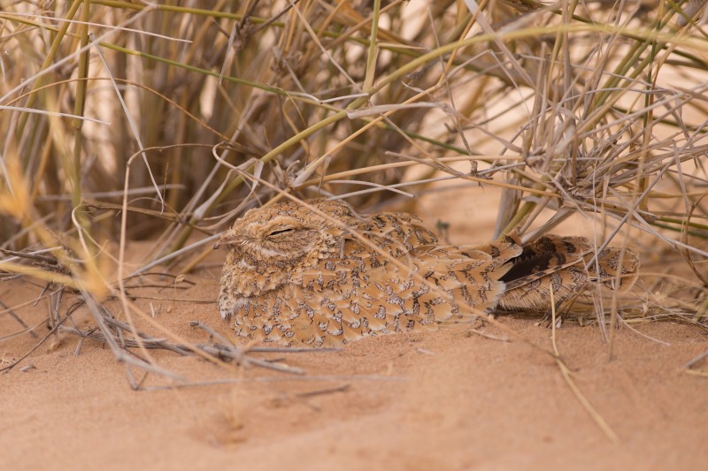 Golden Nightjar / Engoulevant doré (Caprimulgus eximius), Oued Jenna, Aousserd, 29 April 2017 (Sander Bot). Golden Nightjar / Engoulevant doré (Caprimulgus eximius), Oued Jenna, Aousserd, 29 April 2017 (Sander Bot).