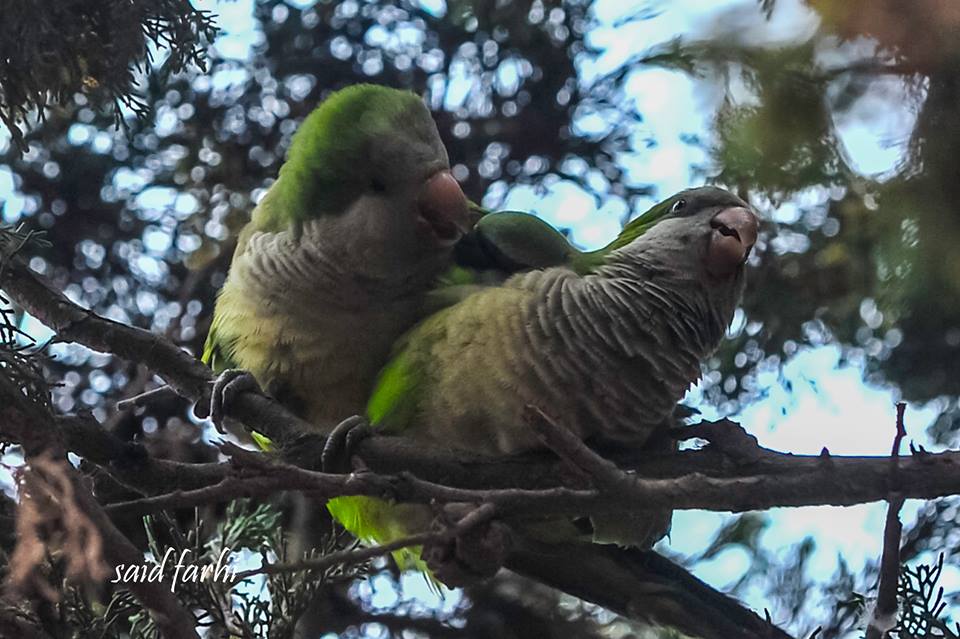 Accouplement de Conures veuves (Myiopsitta monachus), Parc Murdoch, Mers Sultan, Casablanca; 10 mars 2018 (Said Farhi). Accouplement de Conures veuves (Myiopsitta monachus), Parc Murdoch, Mers Sultan, Casablanca; 10 mars 2018 (Said Farhi).