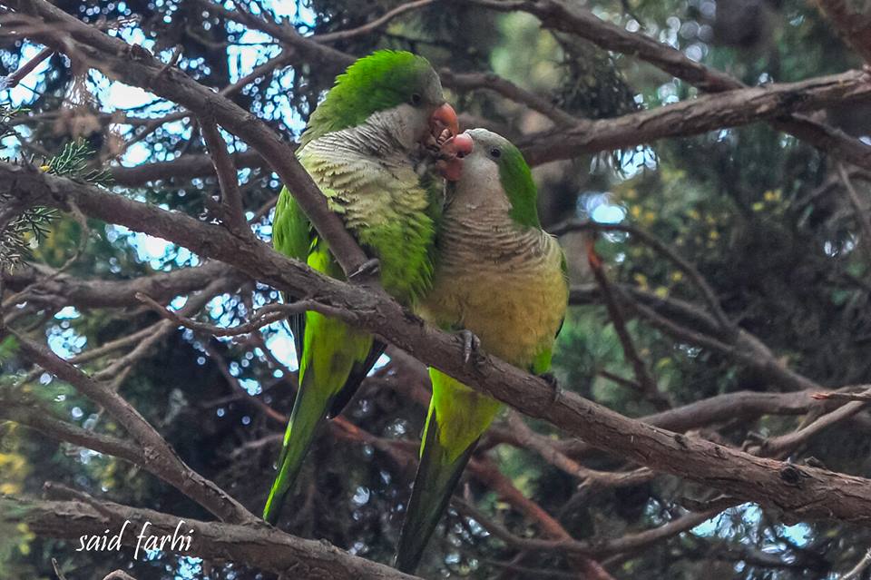 Courtship of Monk Parakeets (Myiopsitta monachus), Parc Murdoch, Mers Sultan, Casablanca; 10 March 2018 (Said Farhi). Courtship of Monk Parakeets (Myiopsitta monachus), Parc Murdoch, Mers Sultan, Casablanca; 10 March 2018 (Said Farhi).