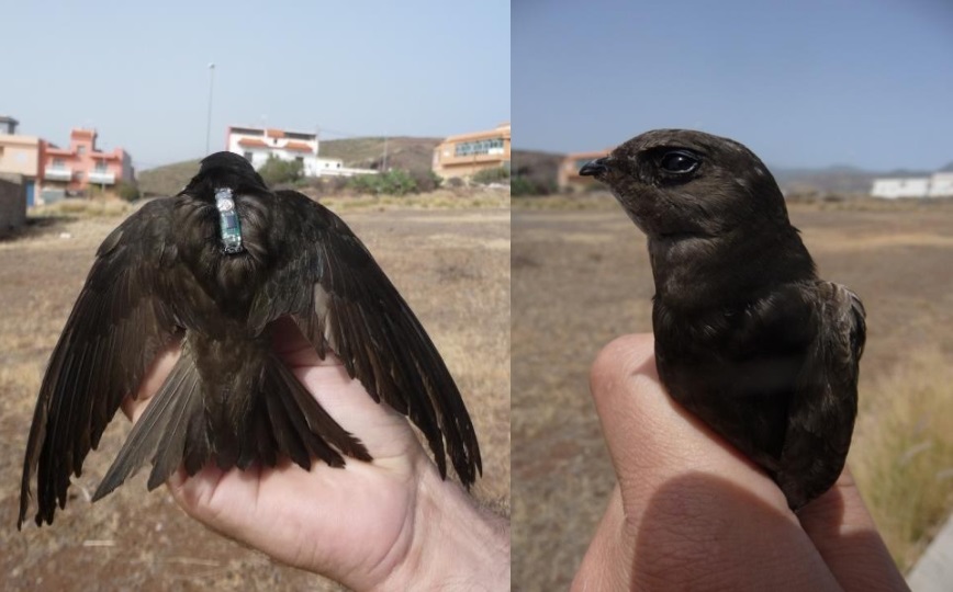 Plain Swift / Martinet unicolore (Apus unicolor), El Tablero, Tenerife, Canary Islands, 9 July 2013. Plain Swift / Martinet unicolore (Apus unicolor), El Tablero, Tenerife, Canary Islands, 9 July 2013.